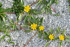 Halerpestes tricuspis