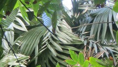 Copernicia prunifera