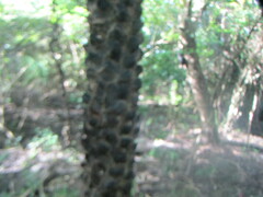 Copernicia prunifera