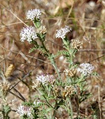Chaenactis douglasii douglasii