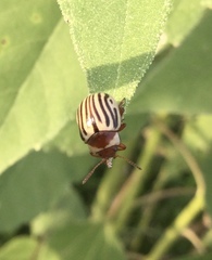 Zygogramma exclamationis