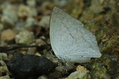 Curetis acuta