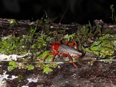 Phlebogryllacris venosa