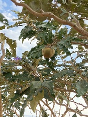 Solanum lycocarpum