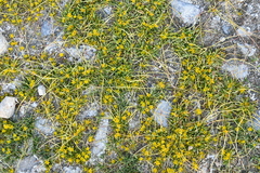 Halerpestes tricuspis