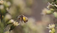Melissoptila chilena