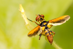 Trichopoda subalipes