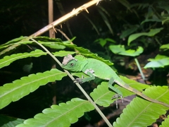 Gonocephalus chamaeleontinus