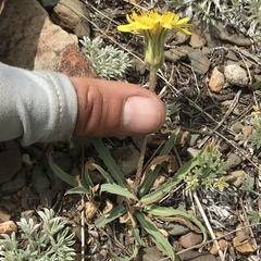 Agoseris monticola