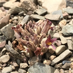 Aphyllon corymbosum
