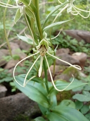 Habenaria lucaecapensis