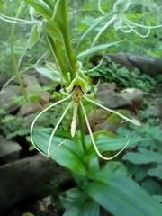 Habenaria lucaecapensis