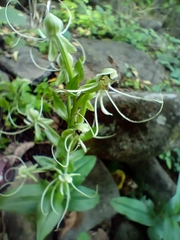 Habenaria lucaecapensis