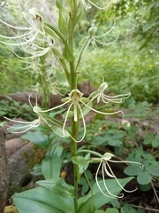 Habenaria lucaecapensis