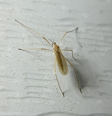 Erioptera