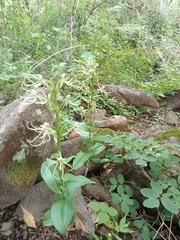 Habenaria lucaecapensis