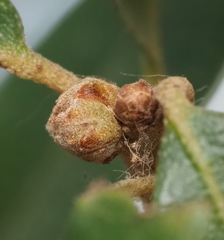 Andricus quercusfoliatus