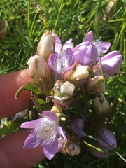 Gentianella germanica