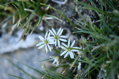 Stellaria depressa