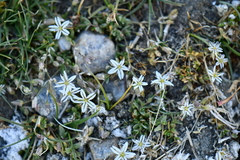 Stellaria depressa