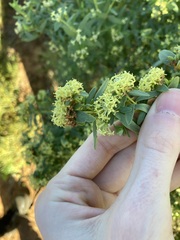 Pimelea microcephala