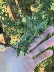 Pimelea microcephala