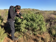 Pimelea microcephala