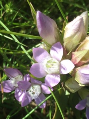 Gentianella germanica