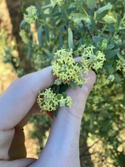 Pimelea microcephala
