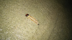 Litoprosopus futilis