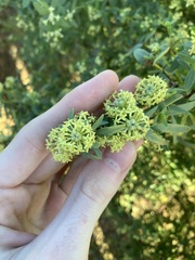 Pimelea microcephala