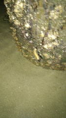 Litoprosopus futilis