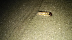 Litoprosopus futilis