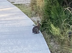 Sylvilagus audubonii
