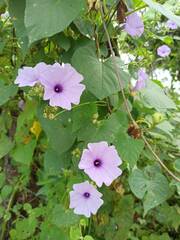 Ipomoea bahiensis