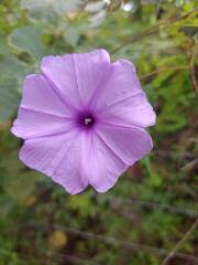 Ipomoea bahiensis