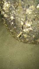 Litoprosopus futilis