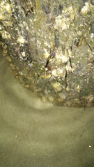 Litoprosopus futilis