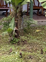 Sciurus variegatoides