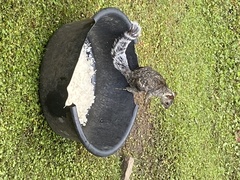 Sciurus variegatoides