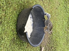 Sciurus variegatoides