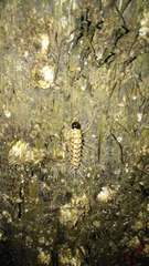 Litoprosopus futilis