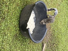 Sciurus variegatoides