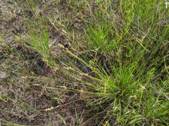 Carex × subviridula