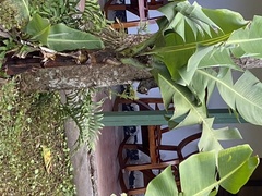 Sciurus variegatoides