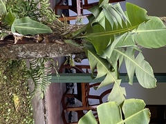 Sciurus variegatoides