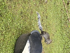 Sciurus variegatoides