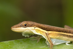 Anolis olssoni
