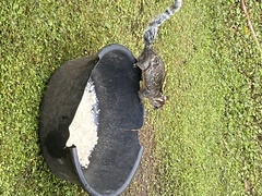 Sciurus variegatoides