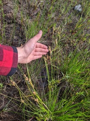 Carex × subviridula